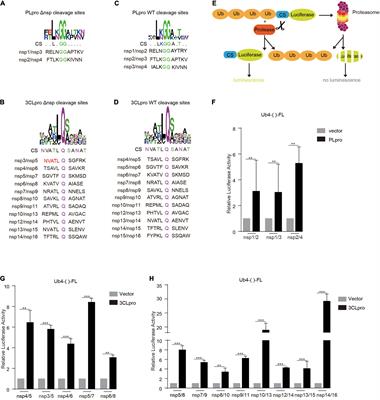 Genome-Wide Analysis of the Indispensable Role of Non-structural Proteins in the Replication of SARS-CoV-2